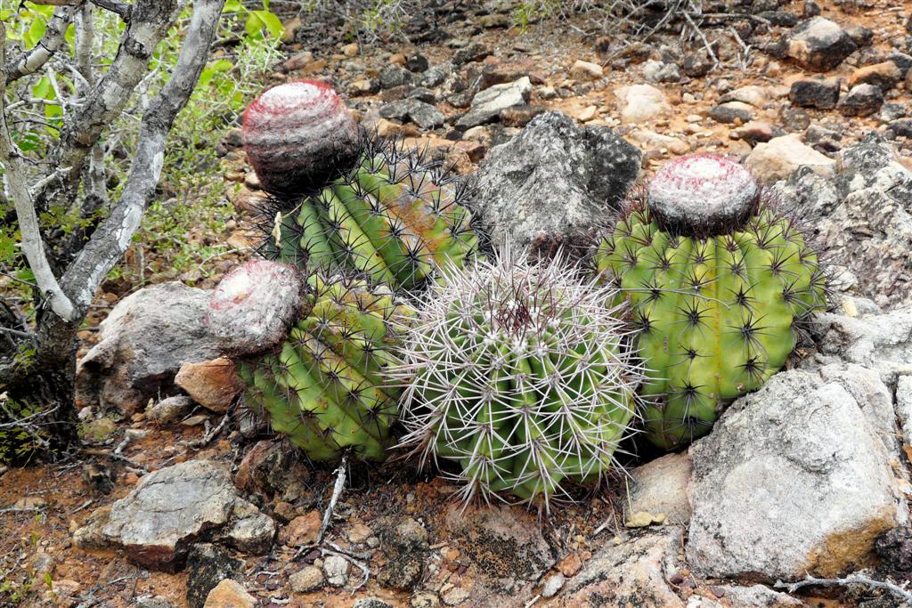 MOCHIMA - cactussen