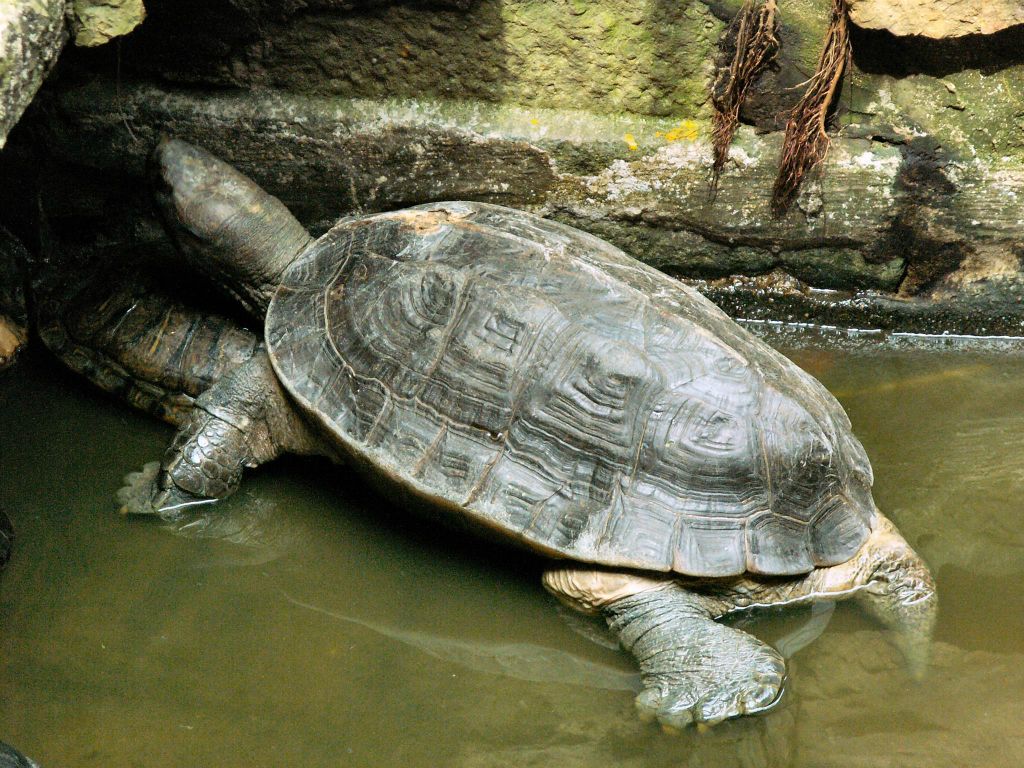 SAIGON - een schildpad bij een Chinese tempel