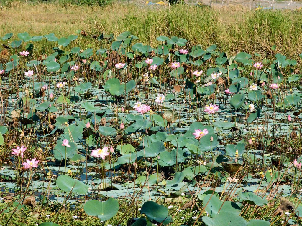 SAIGON -> CAN THO - enkele waterbloemen