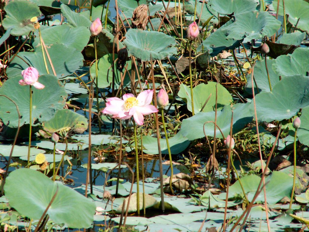 SAIGON -> CAN THO - enkele waterbloemen