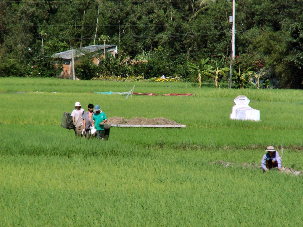 SAIGON -> CAN THO - enkele rijstvelden