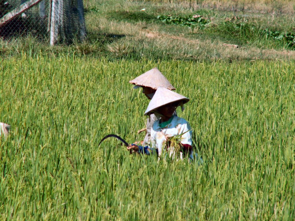 SAIGON -> CAN THO - twee mensen aan het werk in een rijstveld