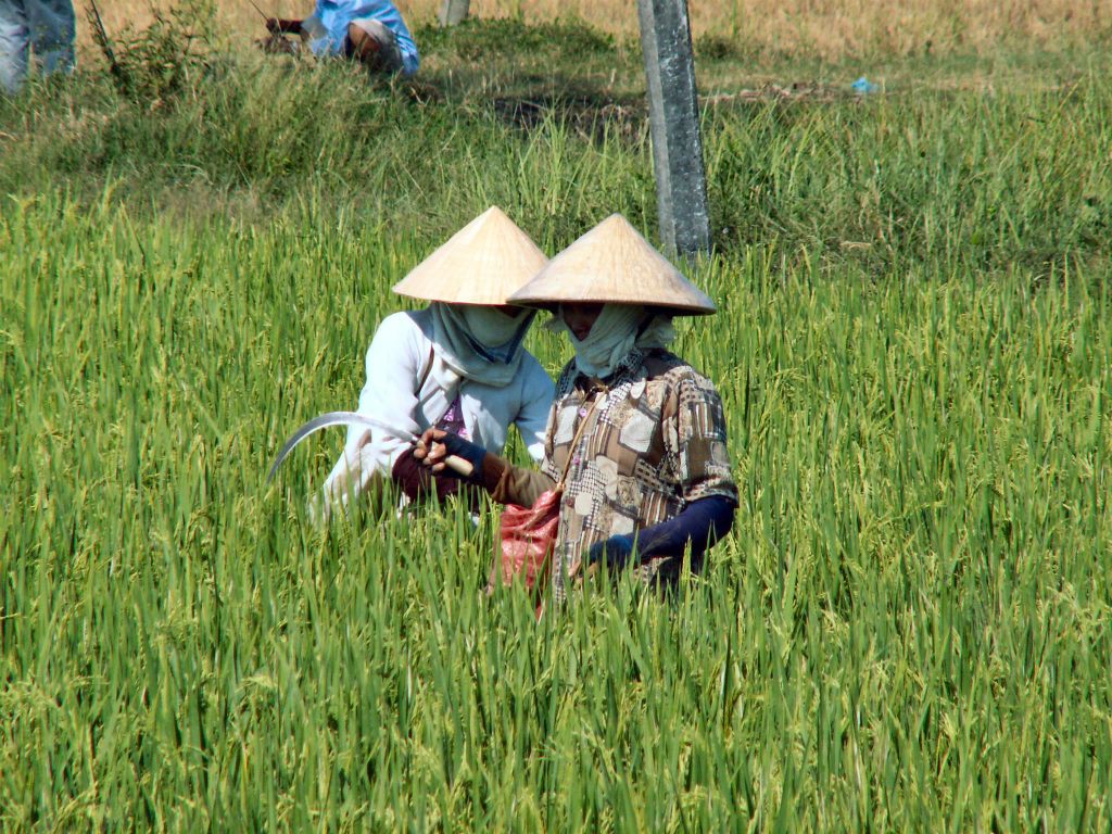 SAIGON -> CAN THO - twee mensen aan het werk in een rijstveld