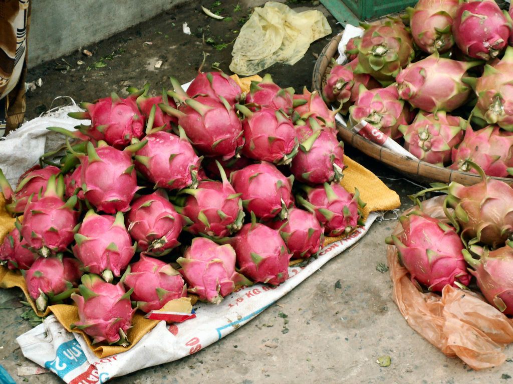 SAIGON -> CAN THO - dragonfruit