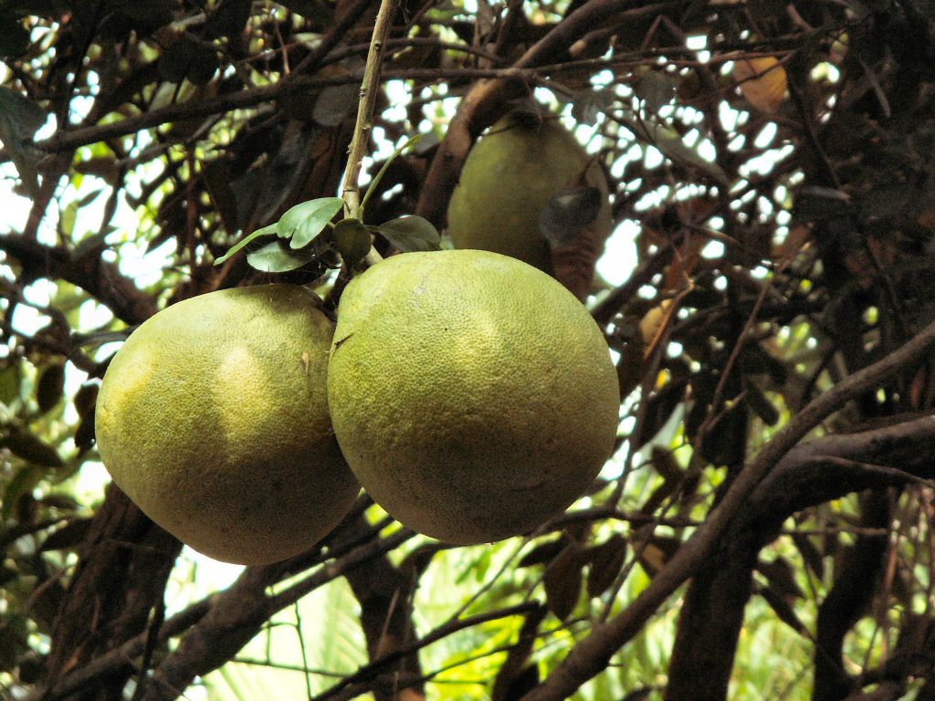 CAN THO - een boom met pomelo's op een fruitplantage