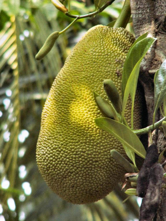 CAN THO - een durian op een fruitplantage
