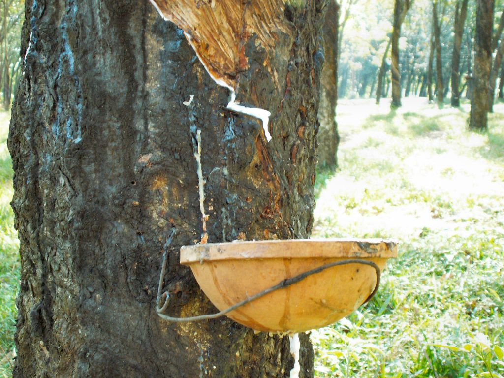 CAN THO -> NHA TRANG - het opvangen van rubber van een rubberboom op een rubberplantage