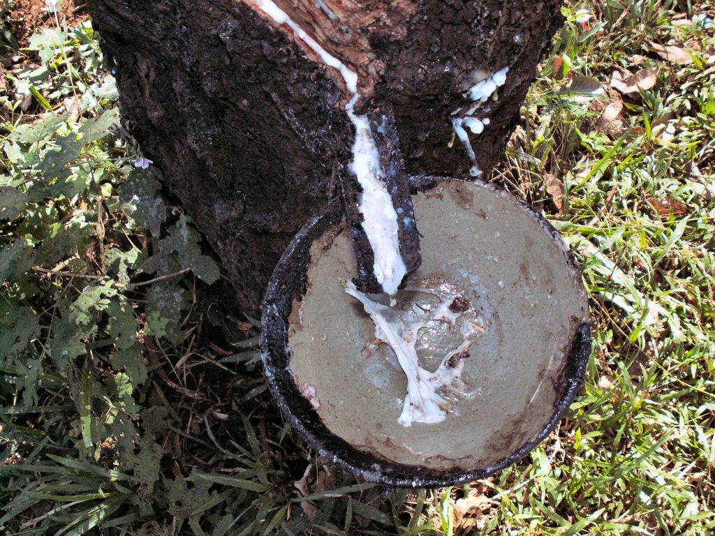CAN THO -> NHA TRANG - het opvangen van rubber van een rubberboom op een rubberplantage