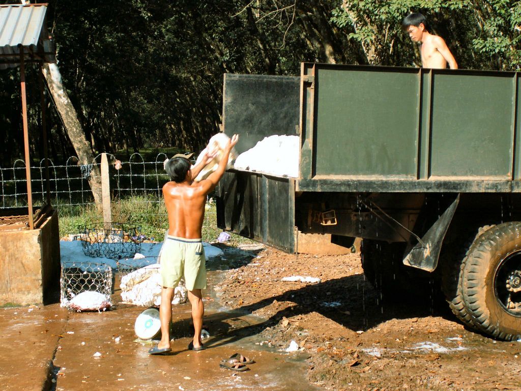 CAN THO -> NHA TRANG - het gooien van rubber in een vrachtwagen op een rubberplantage