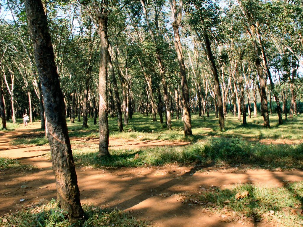 CAN THO -> NHA TRANG - vele rubberbomen op een rubberplantage