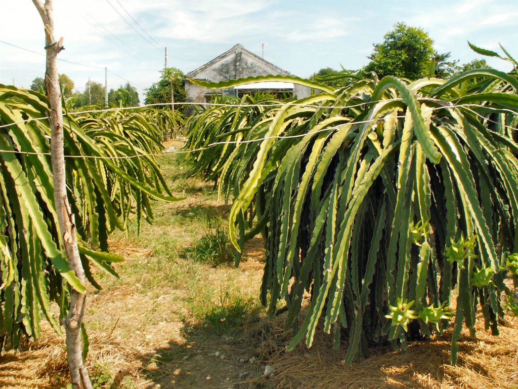 CAN THO -> NHA TRANG - een dragonfruit plantage