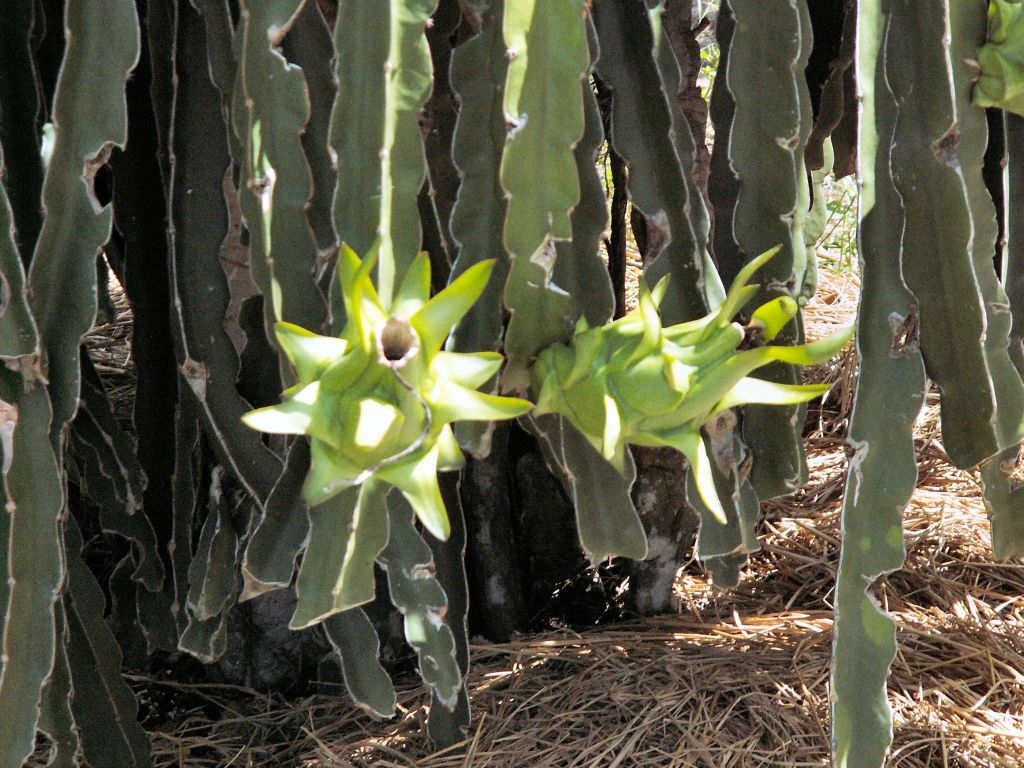 CAN THO -> NHA TRANG - dragonfruit op een dragonfruit plantage