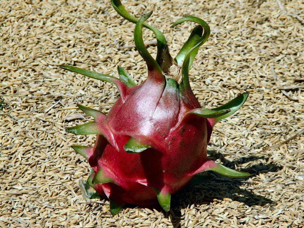CAN THO -> NHA TRANG - een rijpe dragonfruit op een dragonfruit plantage
