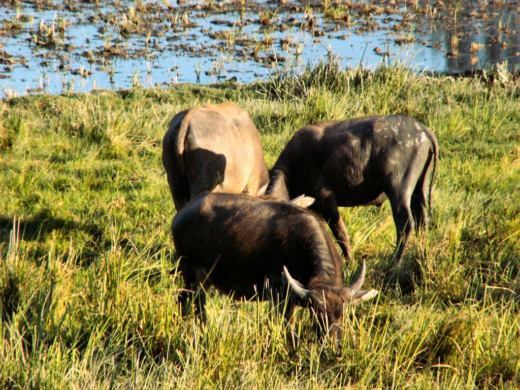 CAN THO -> NHA TRANG - drie waterbuffels
