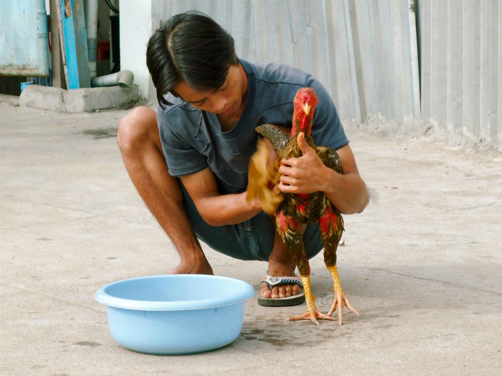 NHA TRANG -> QUINHON - een man met een vechthaan