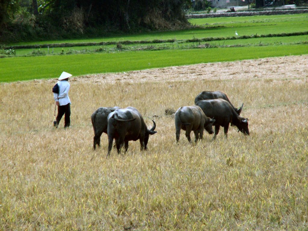 NHA TRANG -> QUINHON - enkele waterbuffels in een rijstveld