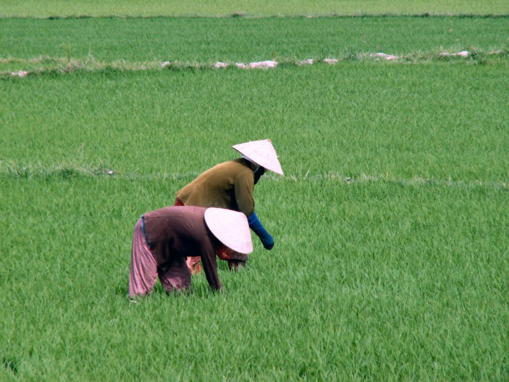 NHA TRANG -> QUINHON - twee mensen aan het werk in een rijstveld