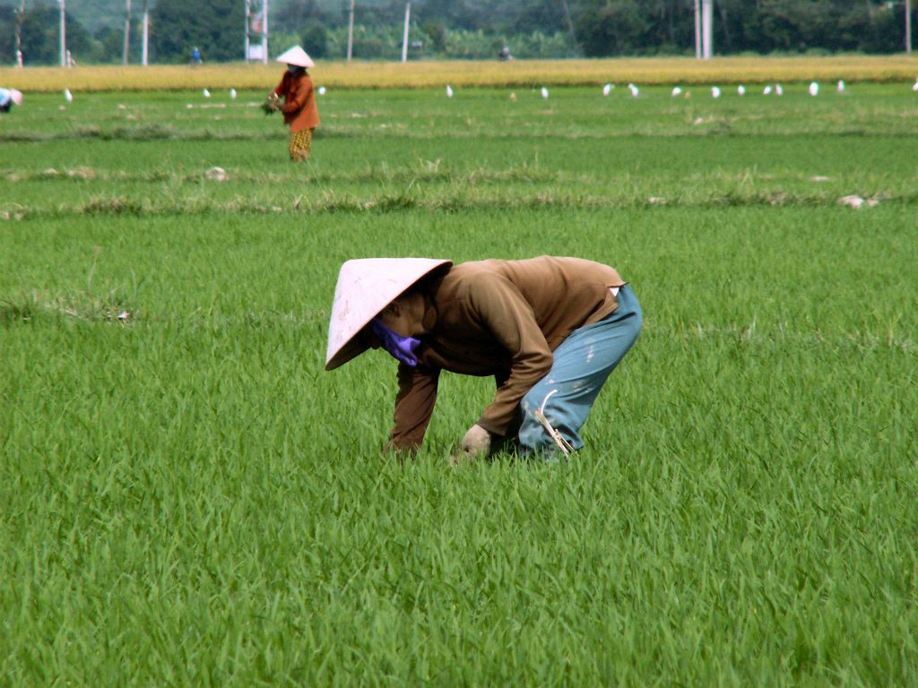 NHA TRANG -> QUINHON - twee mensen aan het werk in een rijstveld