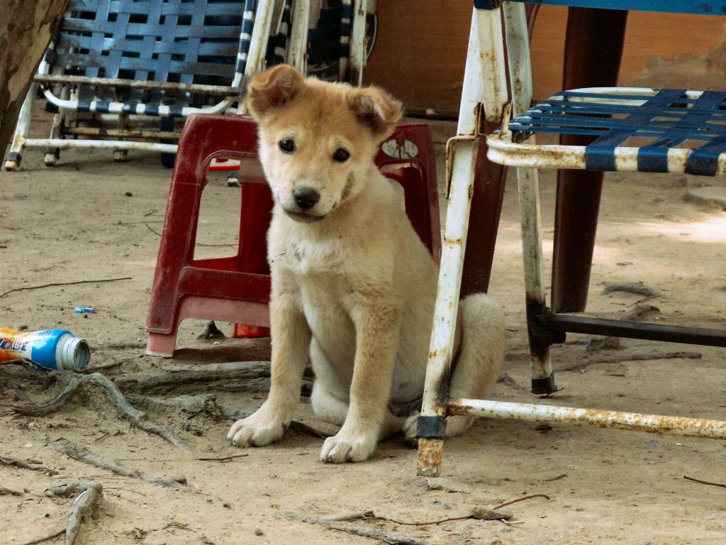 NHA TRANG -> QUINHON - een puppie bij een visolie fabriekje