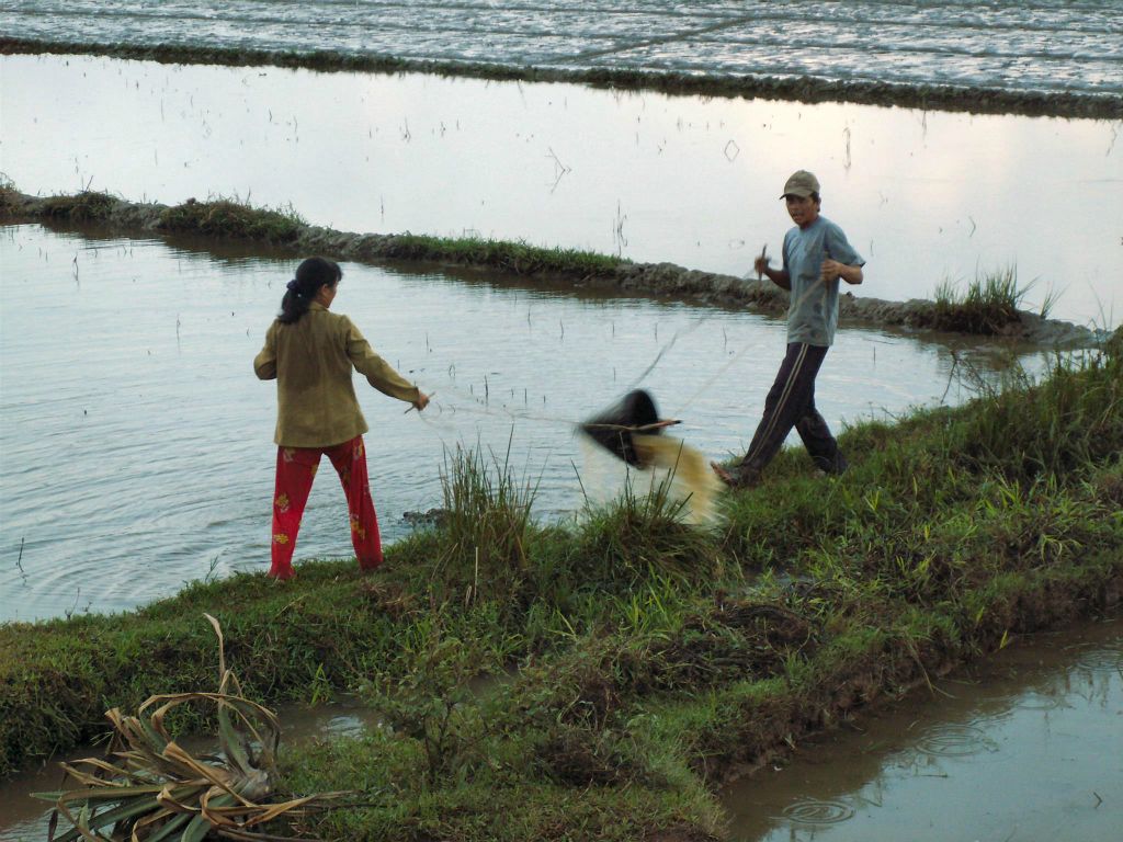 QUINHON -> HOI AN - het overpompen van water in een rijstveld