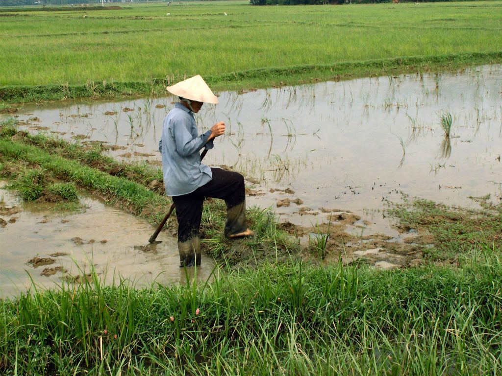 QUINHON -> HOI AN - een man aan het werk in een rijstveld
