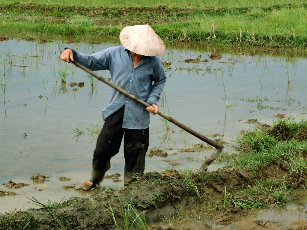 QUINHON -> HOI AN - een man aan het werk in een rijstveld