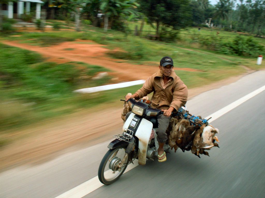 QUINHON -> HOI AN - een brommer met eenden