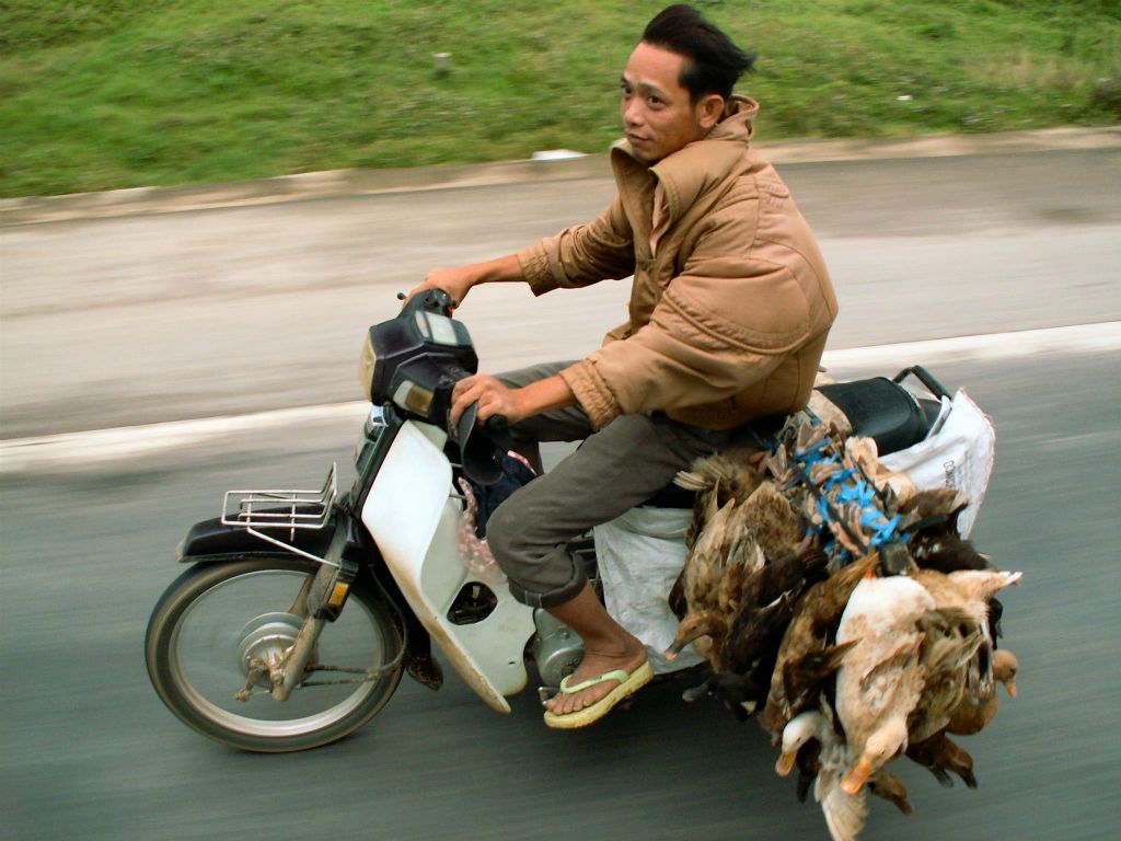 QUINHON -> HOI AN - een brommer met eenden