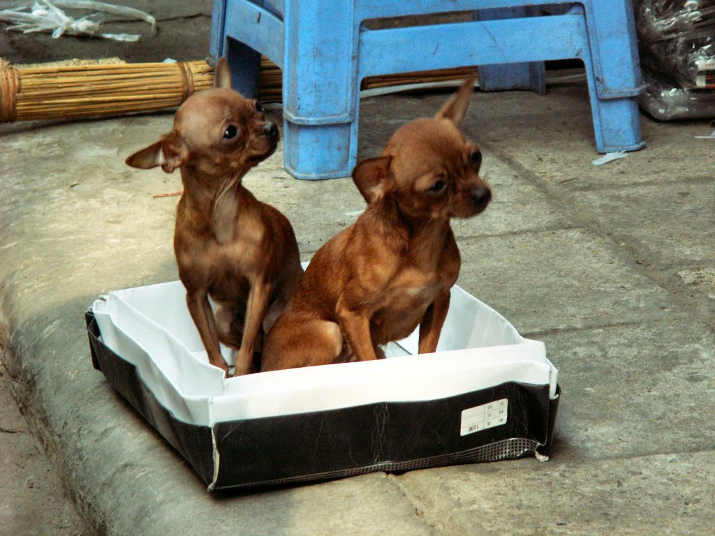 HANOI - twee honden