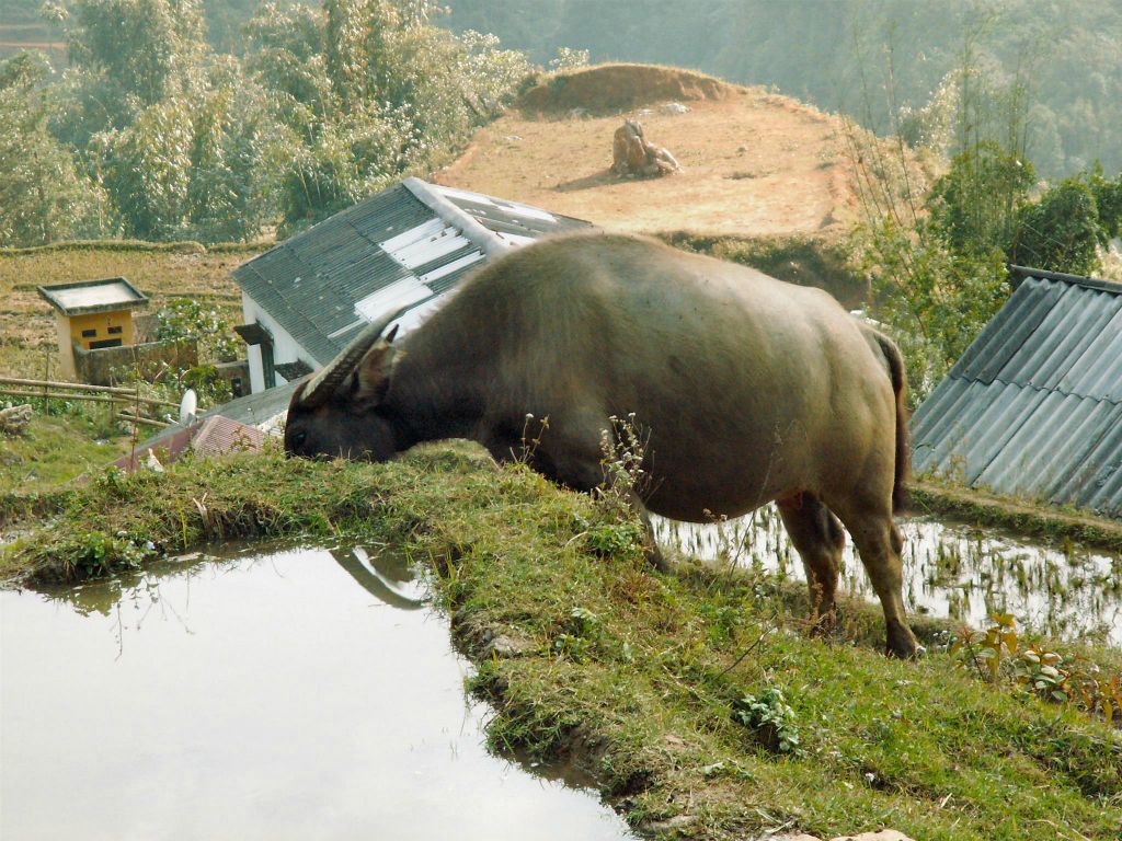 SAPA - een waterbuffel