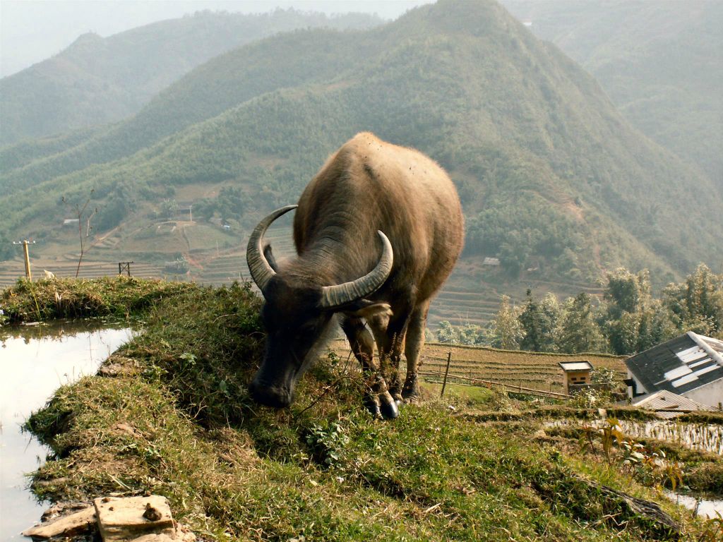 SAPA - een waterbuffel