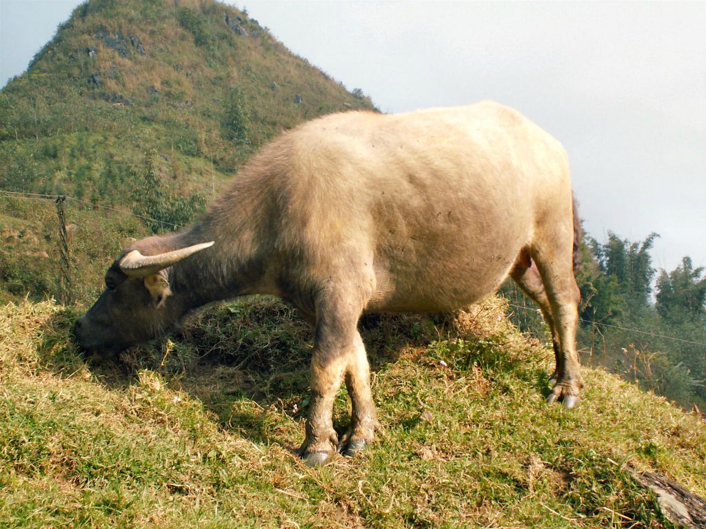SAPA - een waterbuffel