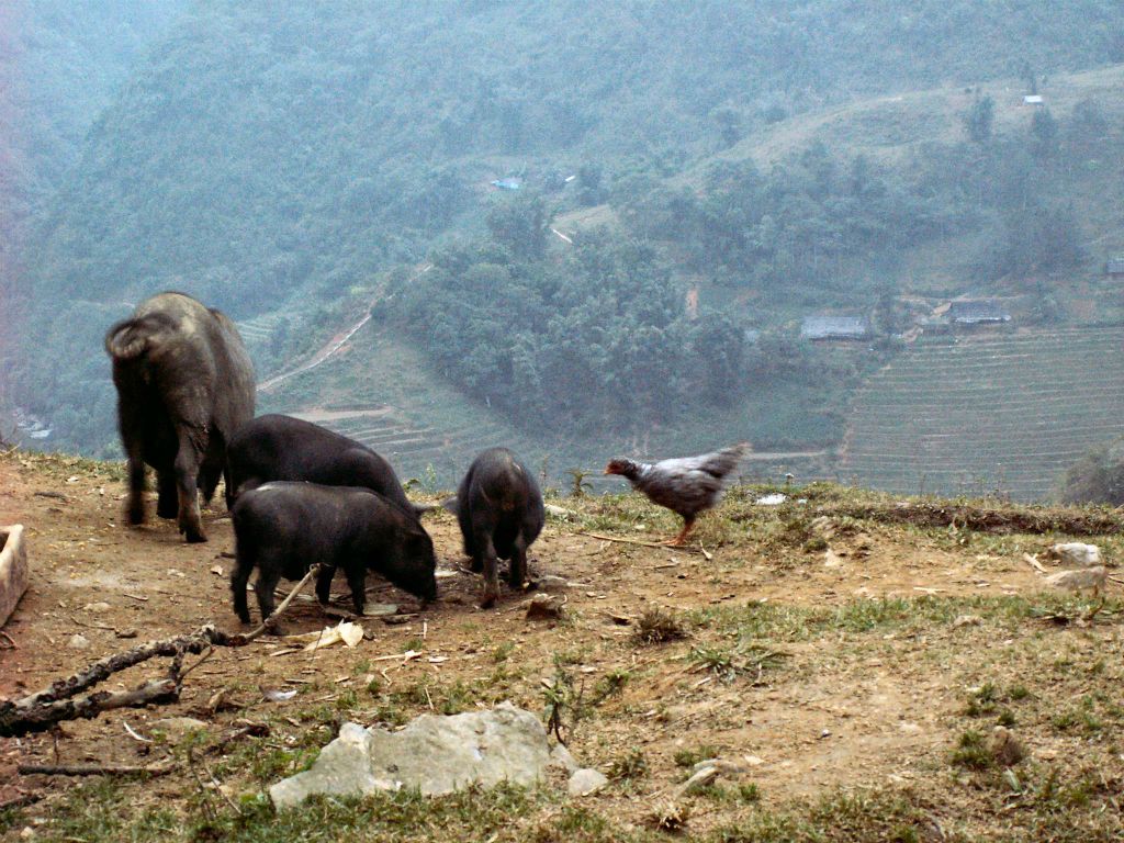 SAPA - enkele varkens