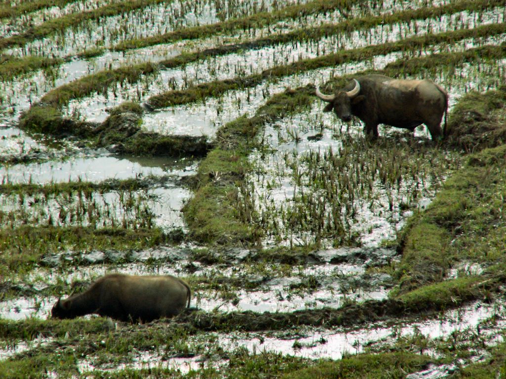SAPA - twee waterbuffels