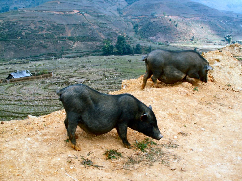 SAPA - twee varkens
