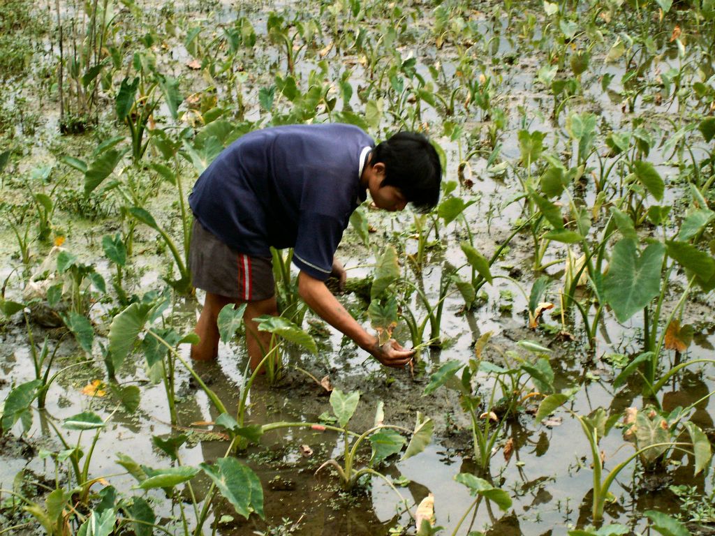 MAI CHAU - een man tussen de waterplanten