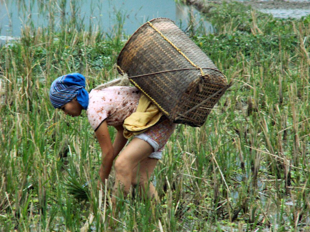MAI CHAU - een vrouw die stengels aan het verzamelen is