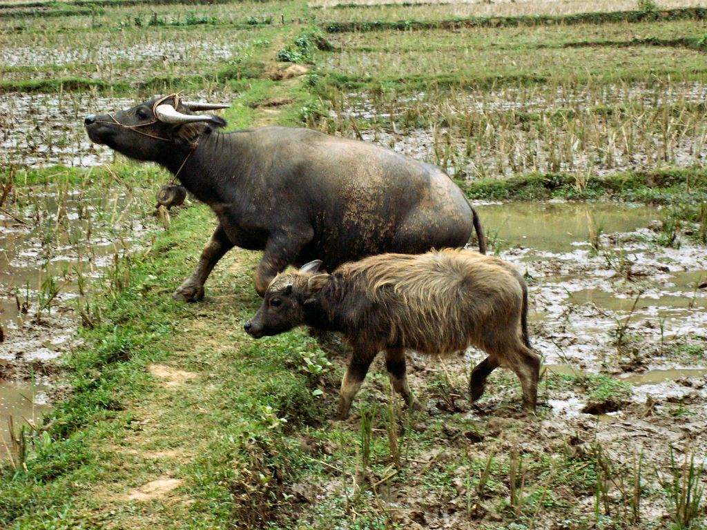 MAI CHAU - een waterbuffel met jong
