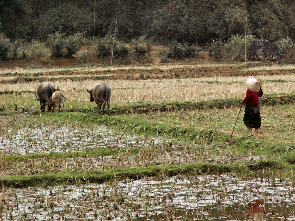 MAI CHAU - enkele waterbuffels met eigenaar