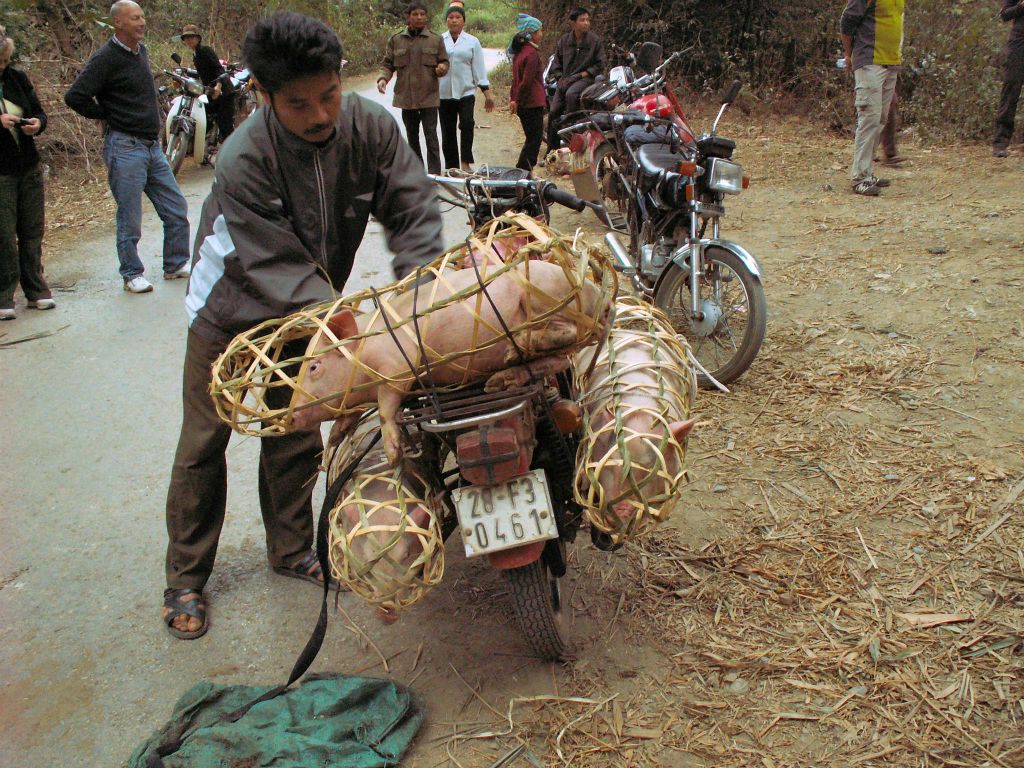 MAI CHAU - enkele varkens op een brommer bij een varkensmarkt