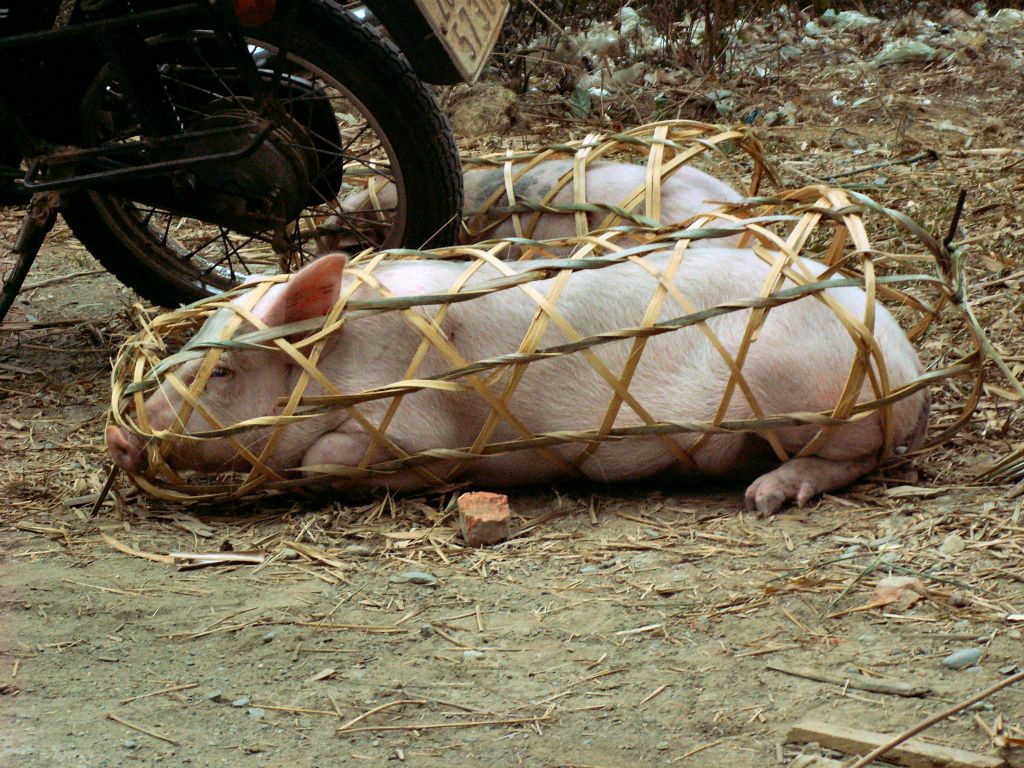 MAI CHAU - enkele varkens in manden bij een varkensmarkt