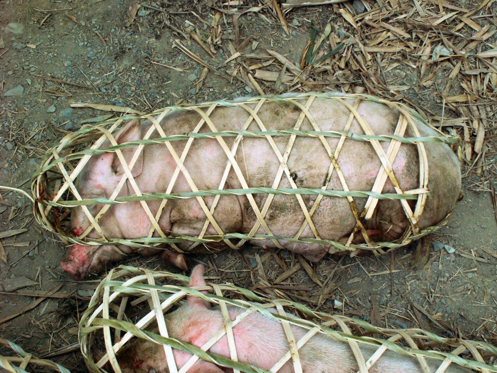 MAI CHAU - enkele varkens in manden bij een varkensmarkt