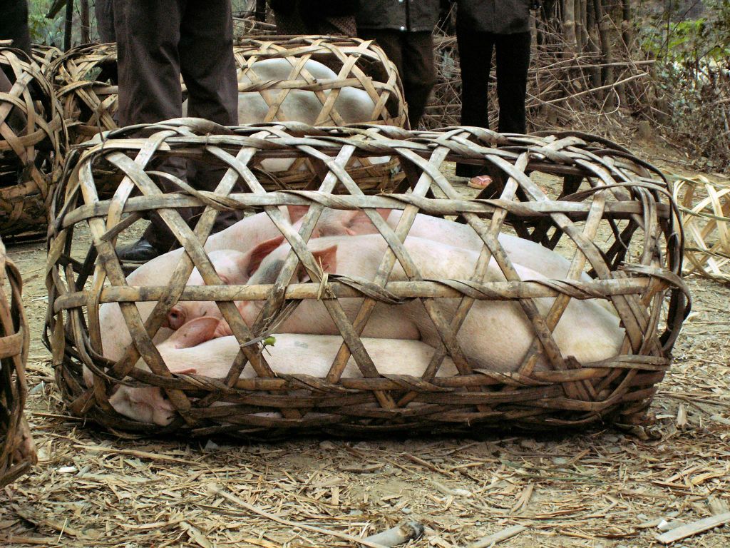 MAI CHAU - enkele varkens in manden bij een varkensmarkt