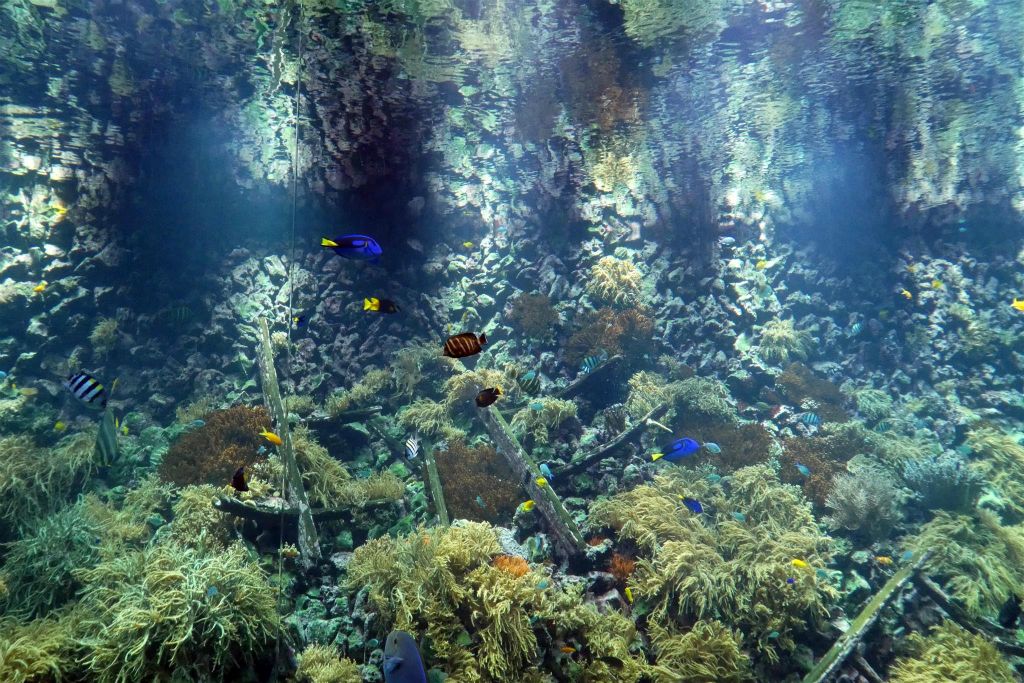 enkele vissen in een aquarium