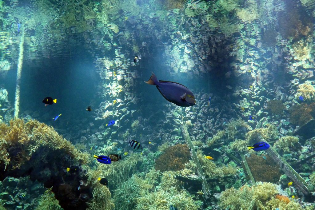 enkele vissen in een aquarium