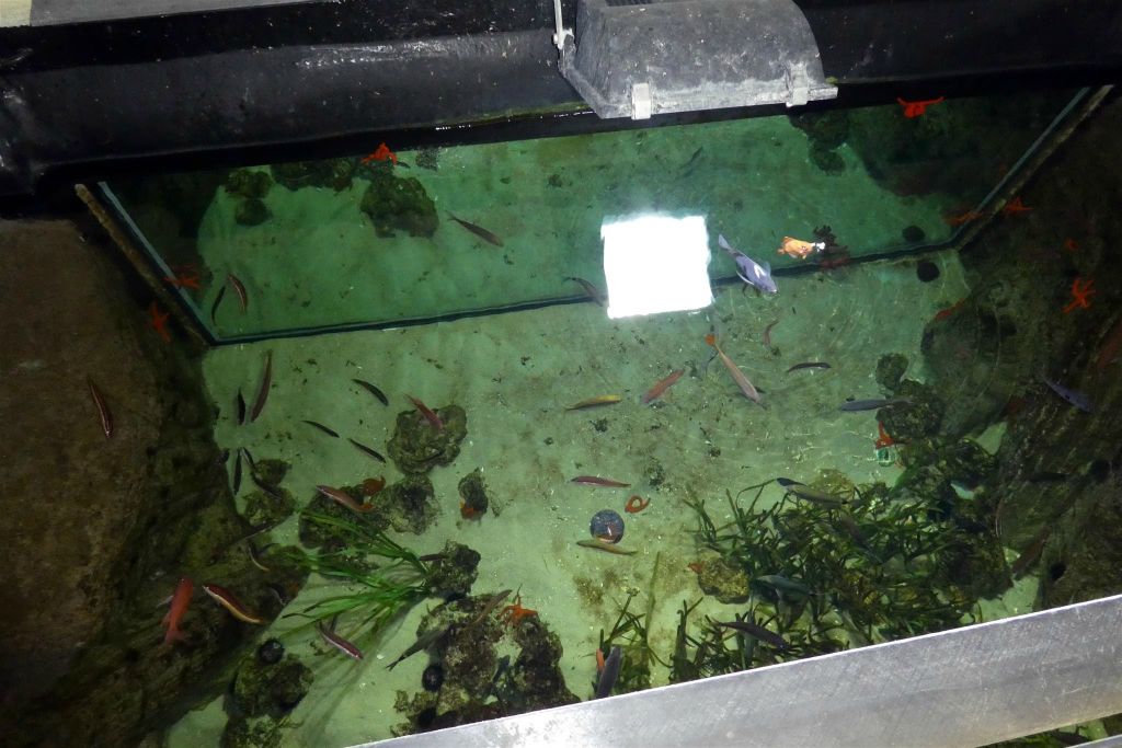 enkele vissen in een aquarium