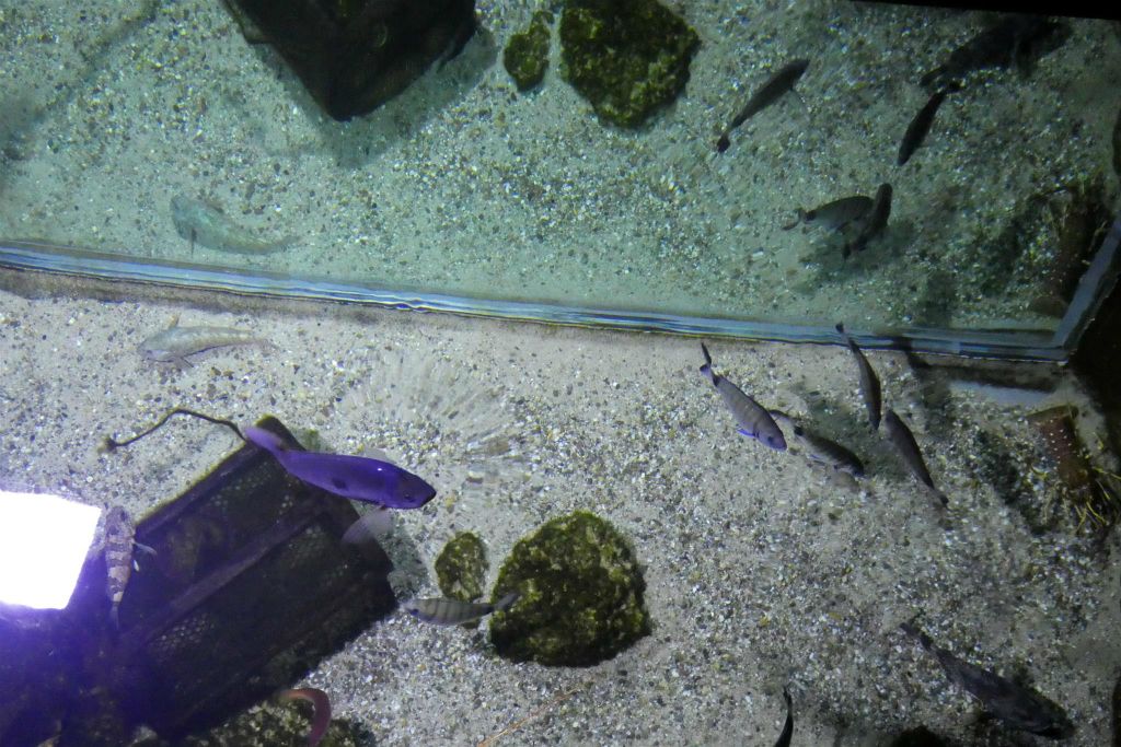 enkele vissen in een aquarium