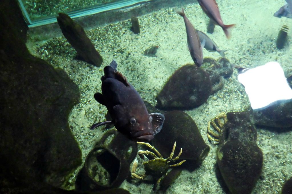 enkele vissen in een aquarium