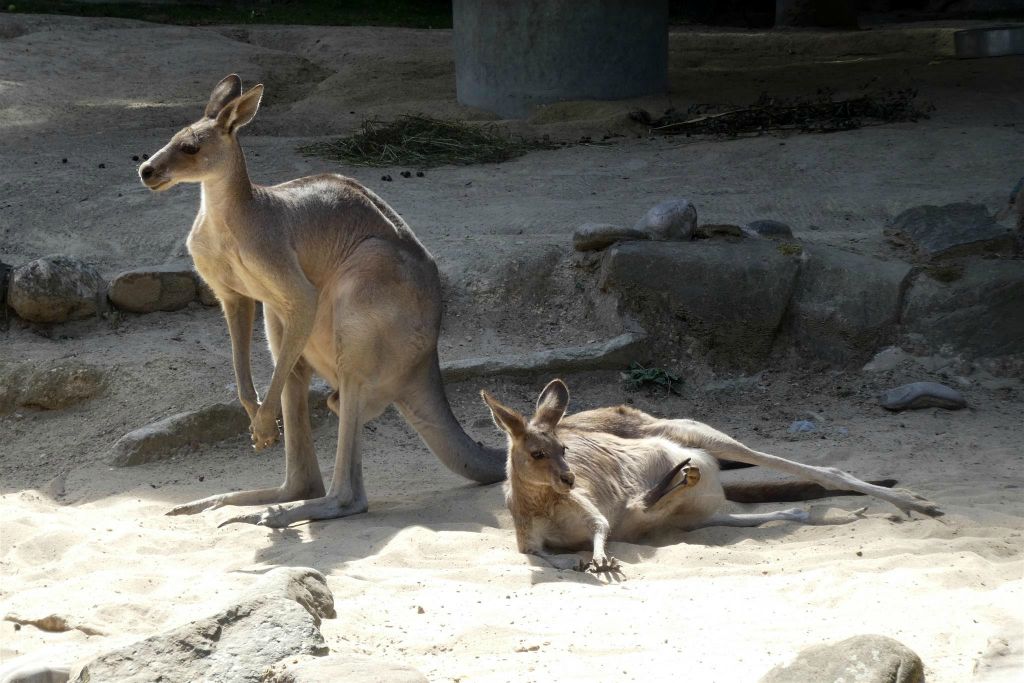 enkele kangaroos