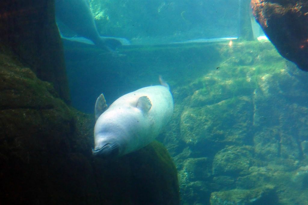 een zeehond